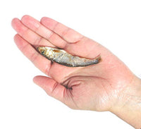 Plato Baltic Sprat 3oz