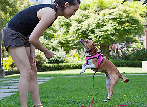 RC Pet Products Step in Cirque Soft Walking Dog Harness, Small, Red