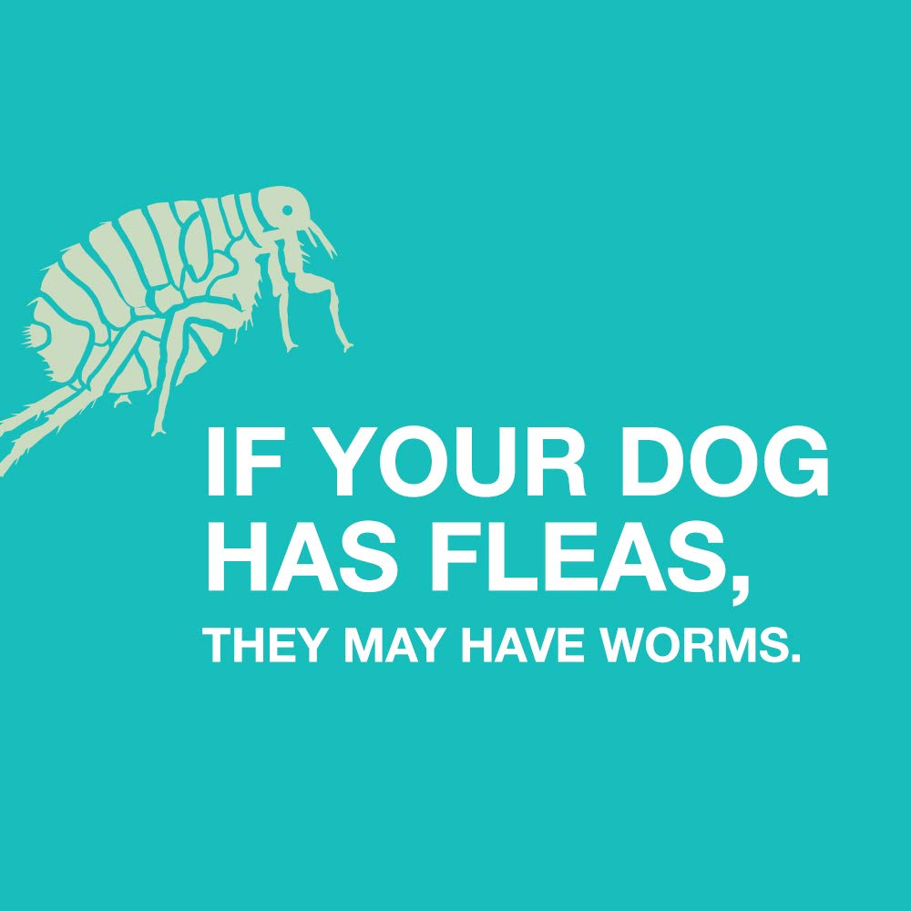 Elanco Chewable Quad Dewormer for Small Dogs, 2-25 lbs, 4 Chewable Tablets, White Quad Dewormer Only One Pack