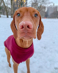 Gooby Stretch Fleece Vest Dog Sweater - Burgundy, X-Large - Warm Pullover Fleece Dog Jacket - Winter Dog Clothes for Small Dogs Boy or Girl - Dog Sweaters for Small Dogs to Dog Sweaters for Large Dogs X-Large Length (16.5