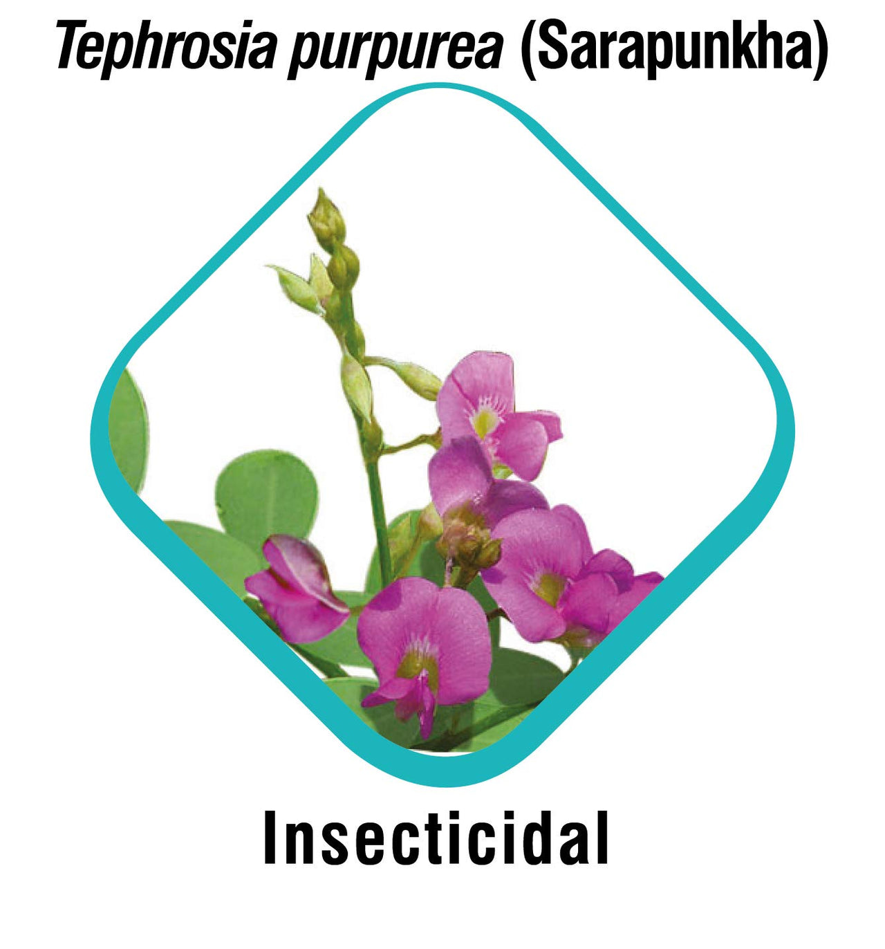 Himalaya Erina Coat Clean, 450ml and Powder 150g