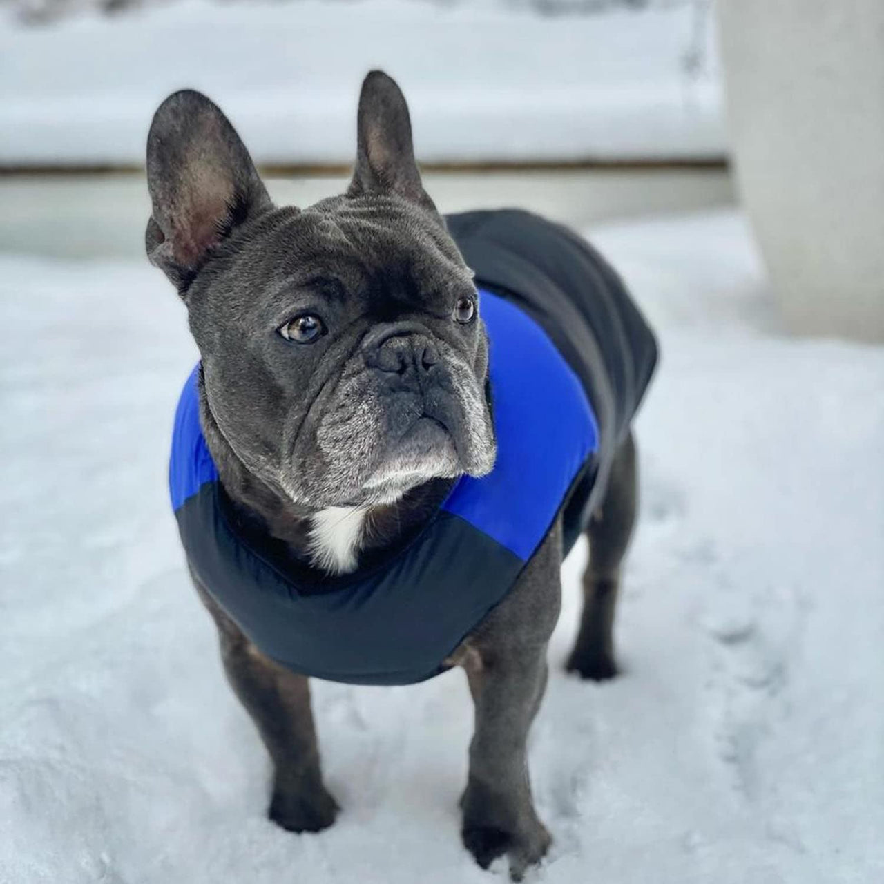 Gooby Padded Vest Dog Jacket - Blue, Large - Warm Zip Up Dog Vest Fleece Jacket with Dual D Ring Leash - Winter Water Resistant Small Dog Sweater - Dog Clothes for Small Dogs Boy and Medium Dogs