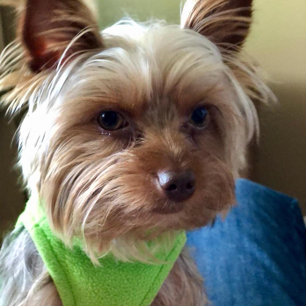 Gooby Stretch Fleece Vest Dog Sweater - Grass Green, X-Small - Warm Pullover Fleece Dog Jacket - Winter Dog Clothes for Small Dogs Boy - Dog Sweaters for Small Dogs to Dog Sweaters for Large Dogs X-Small Length (7")