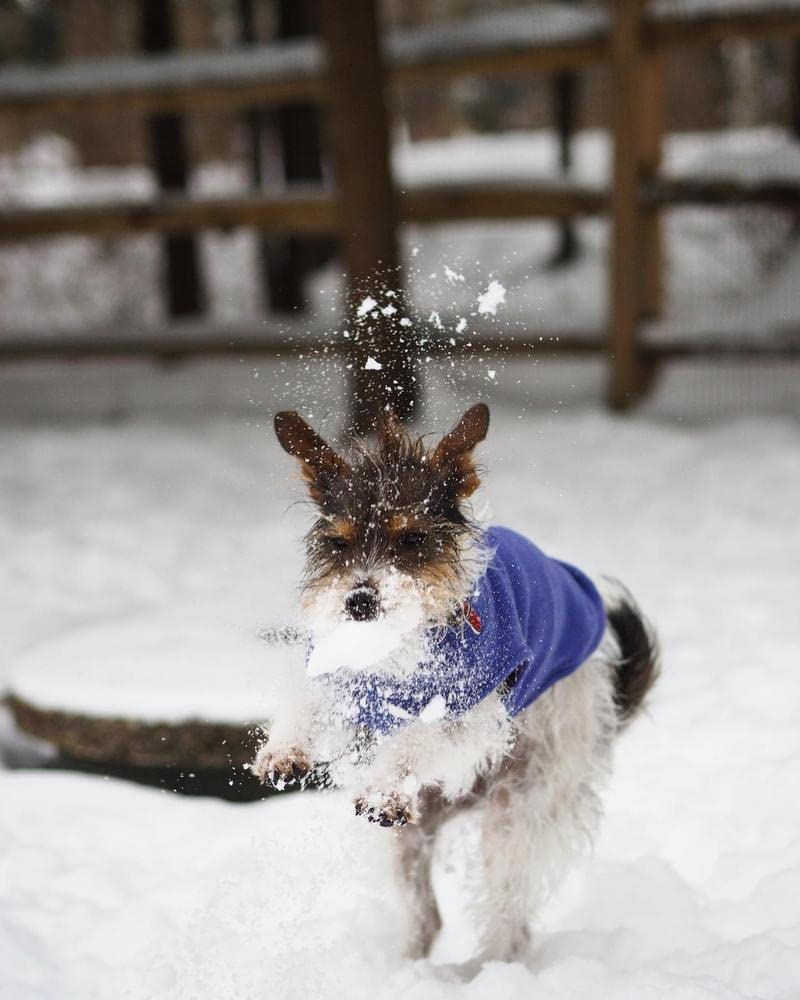 Gooby Stretch Fleece Vest Dog Sweater - Violet, X-Small - Warm Pullover Fleece Dog Jacket - Winter Dog Clothes for Small Dogs Boy or Girl - Dog Sweaters for Small Dogs to Dog Sweaters for Large Dogs X-Small Length (7")