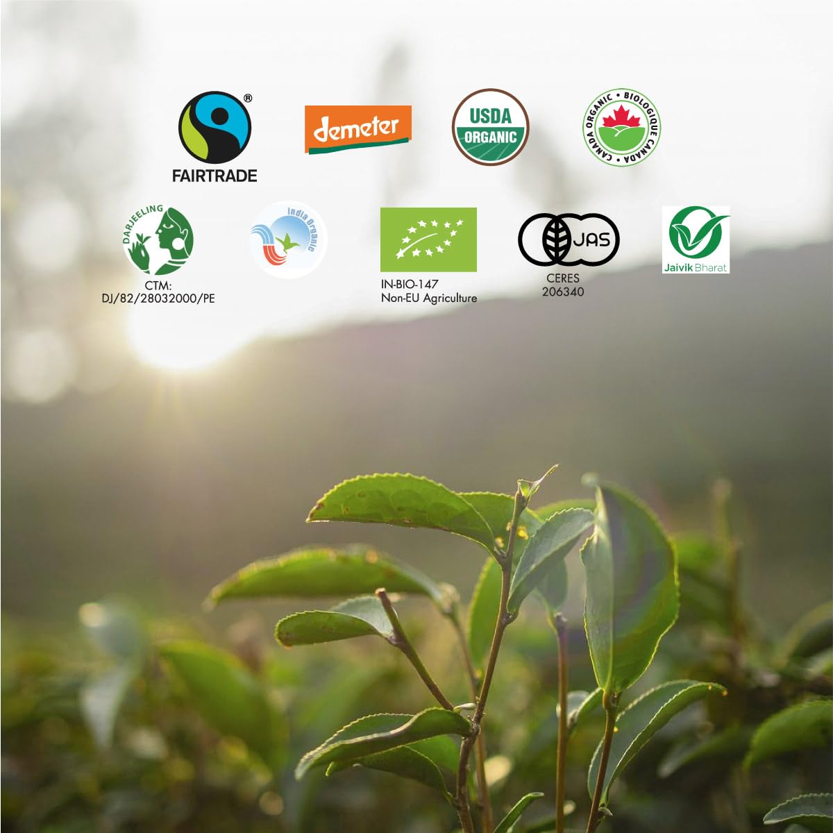 Makaibari Holiday Edition : Apple Cinnamon Black Tea | Usda Certified Premium Black Tea | Anti-Oxidants, Immunity Booster | Tin Caddy, Loose Leaves - 50 Gm