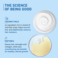 Plum Coconut Shampoo for Dull with Coconut Milk and Peptides for Soft & Silky I 22x Softer I Shampoo for Women and Men | 500 ml (Pack of 2)