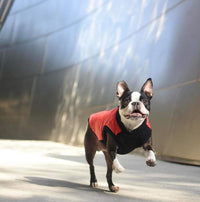 Gooby Fashion Vest Dog Jacket - Violet, Medium - Warm Zip Up Dog Bomber Vest with Dual D Ring Leash - Winter Water Resistant Small Dog Sweater - Dog Clothes for Small Dogs Boy or Medium Dogs Medium chest (~14.5