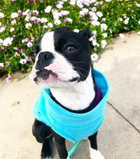 Gooby Stretch Fleece Vest Dog Sweater - Mint, 6X-Large - Warm Pullover Fleece Dog Jacket - Winter Dog Clothes for Small Dogs Boy or Girl - Dog Sweaters for Small Dogs to Dog Sweaters for Large Dogs