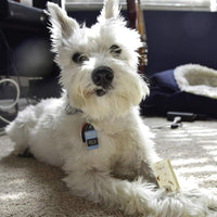 Himalayan Dog Chew Original Yak Cheese Dog Chews, 100% Natural, Long Lasting, Gluten Free, Healthy & Safe Dog Treats, Lactose & Grain Free, Protein Rich, Peanut Bits