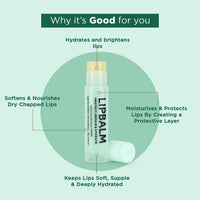 Bella Vita Organic Natural LipBalm for Dry Damaged & Chapped Lips Enriched with Shea Butter, Avocado 4 gm