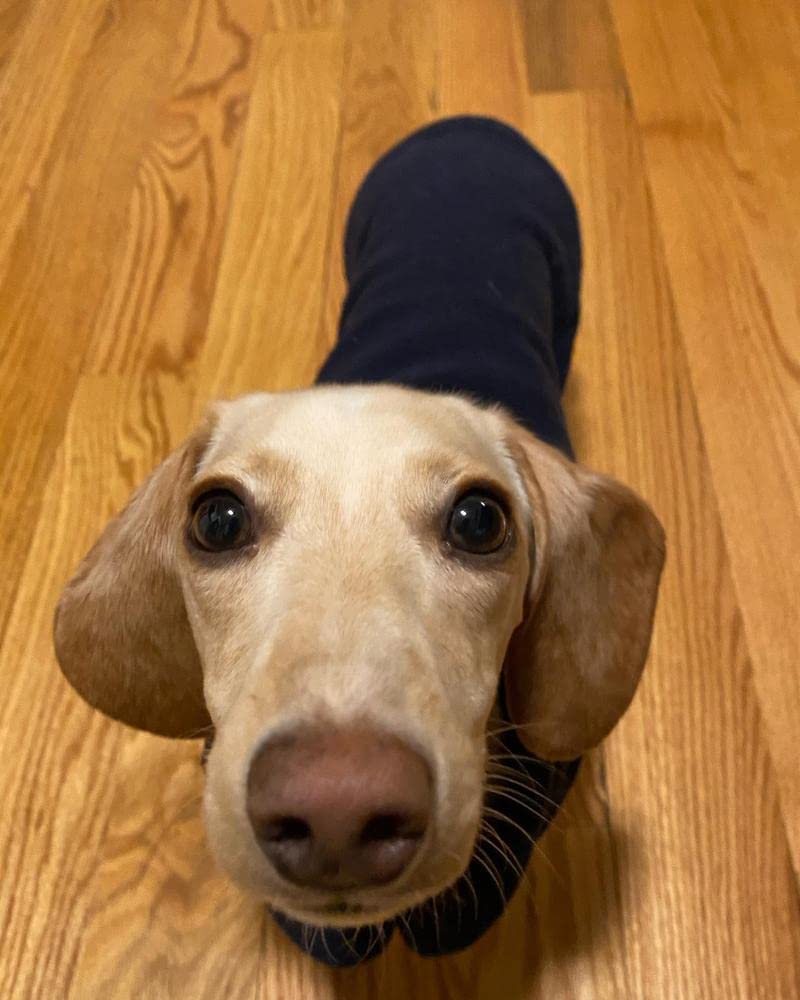 Gooby Fleece Vest Dog Sweater - Navy, X-Large - Warm Pullover Fleece Dog Jacket with O-Ring Leash - Winter Small Dog Sweater Coat - Cold Weather Dog Clothes for Small Dogs Boy or Girl X-Large (Around 23-lb)