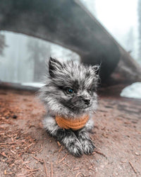 Gooby Stretch Fleece Vest Dog Sweater - Pumpkin, X-Small - Warm Pullover Fleece Dog Jacket - Winter Dog Clothes for Small Dogs Boy or Girl - Dog Sweaters for Small Dogs to Dog Sweaters for Large Dogs X-Small Length (7