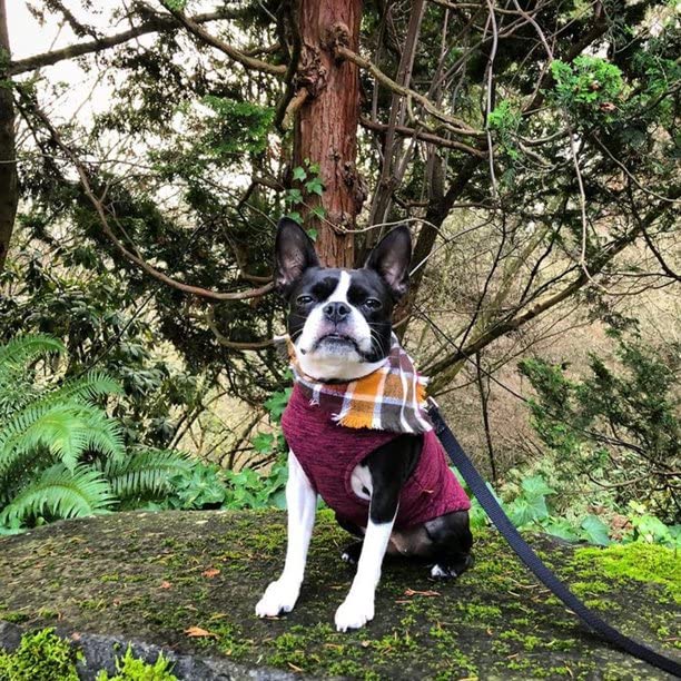 Gooby Zip Up Fleece Dog Sweater - Fuchsia Wash, 2X-Large - Warm Pullover Fleece Step-in Dog Jacket Without Ring Leash - Winter Small Dog Sweater - Dog Clothes for Small Dogs Boy and Medium Dogs 2X-Large chest (~25.5")