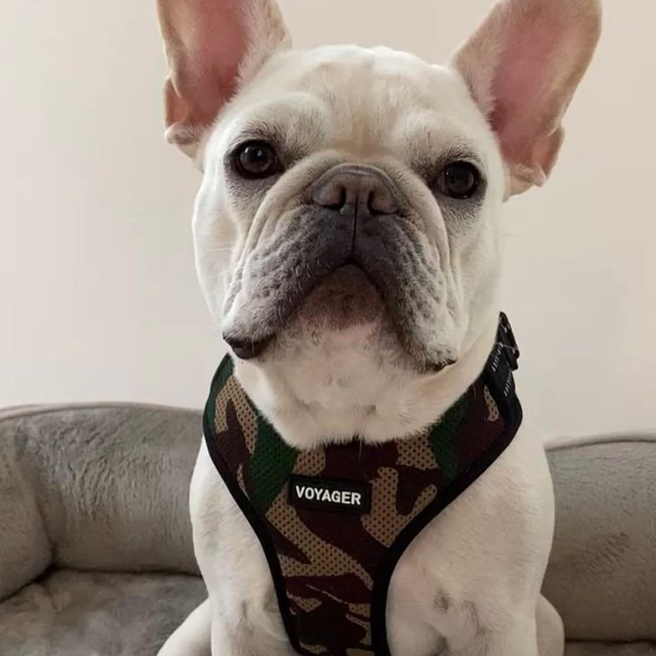 Air Frontier Mesh Dog Harness with Steel Leash D-Ring, Reflective Stitching, and Lightweight Breathable No-Pull Design, Adjustable Neck and Chest Straps for Small to Large Breeds - AMB, XS