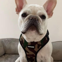 Air Frontier Mesh Dog Harness with Steel Leash D-Ring, Reflective Stitching, and Lightweight Breathable No-Pull Design, Adjustable Neck and Chest Straps for Small to Large Breeds - AMB, XS