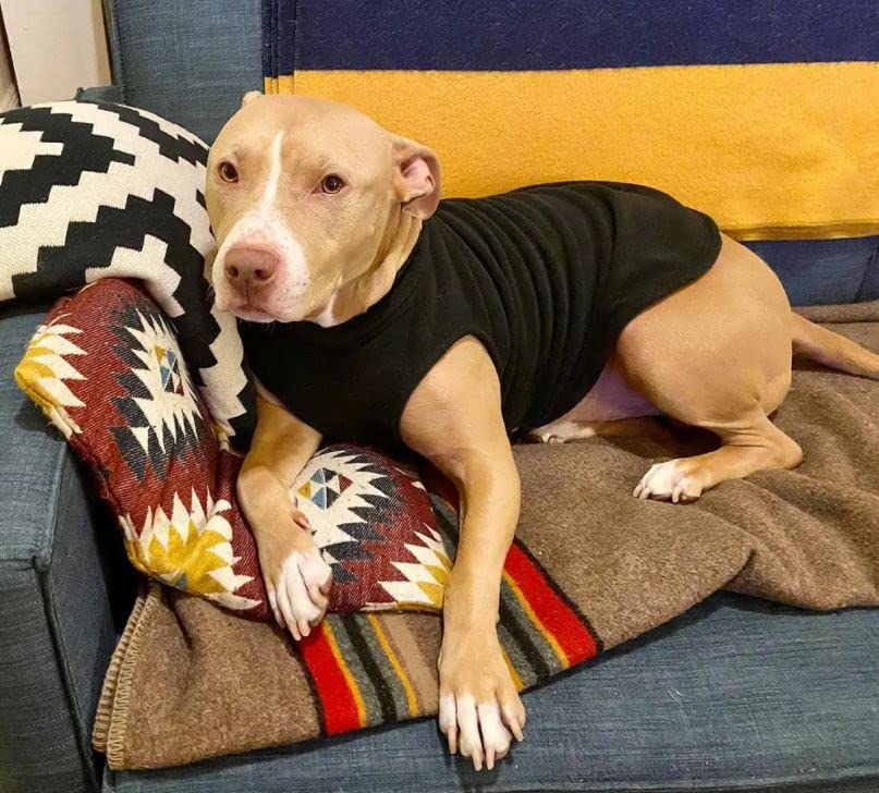 Gooby Stretch Fleece Vest Dog Sweater - Indigo Blue, Large - Warm Pullover Fleece Dog Jacket - Winter Dog Clothes for Small Dogs Boy - Dog Sweaters for Small Dogs to Dog Sweaters for Large Dogs Large Length (13.5")