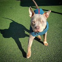 Gooby Zip Up Fleece Dog Sweater - Fuchsia Wash, 2X-Large - Warm Pullover Fleece Step-in Dog Jacket Without Ring Leash - Winter Small Dog Sweater - Dog Clothes for Small Dogs Boy and Medium Dogs 2X-Large chest (~25.5