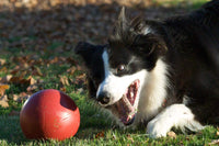 Jolly Pets Push-n-Play Ball Dog Toy, 6 Inches/Medium, Red (306 RD) Medium (6 in)