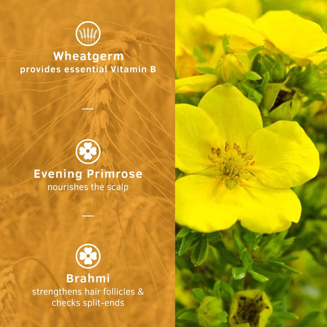 Ustraa Wash & Care Combo - Hair Vitalizer Shampoo - 250ml - Power of 26 Nutrients | Biotin | No SLS & Daily Use Hair Conditioner - 100g | Keeps Hair Nourished & Soft Post-Wash | with Brahmi