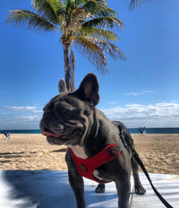 Gooby Escape Free Sport Harness - Red, Large - No Choke Step-in Patented Neoprene Small Dog Harness with Four-Point Adjustment - Perfect on The Go Dog Harness for Medium Dogs No Pull and Small Dogs Large chest (16-24.25