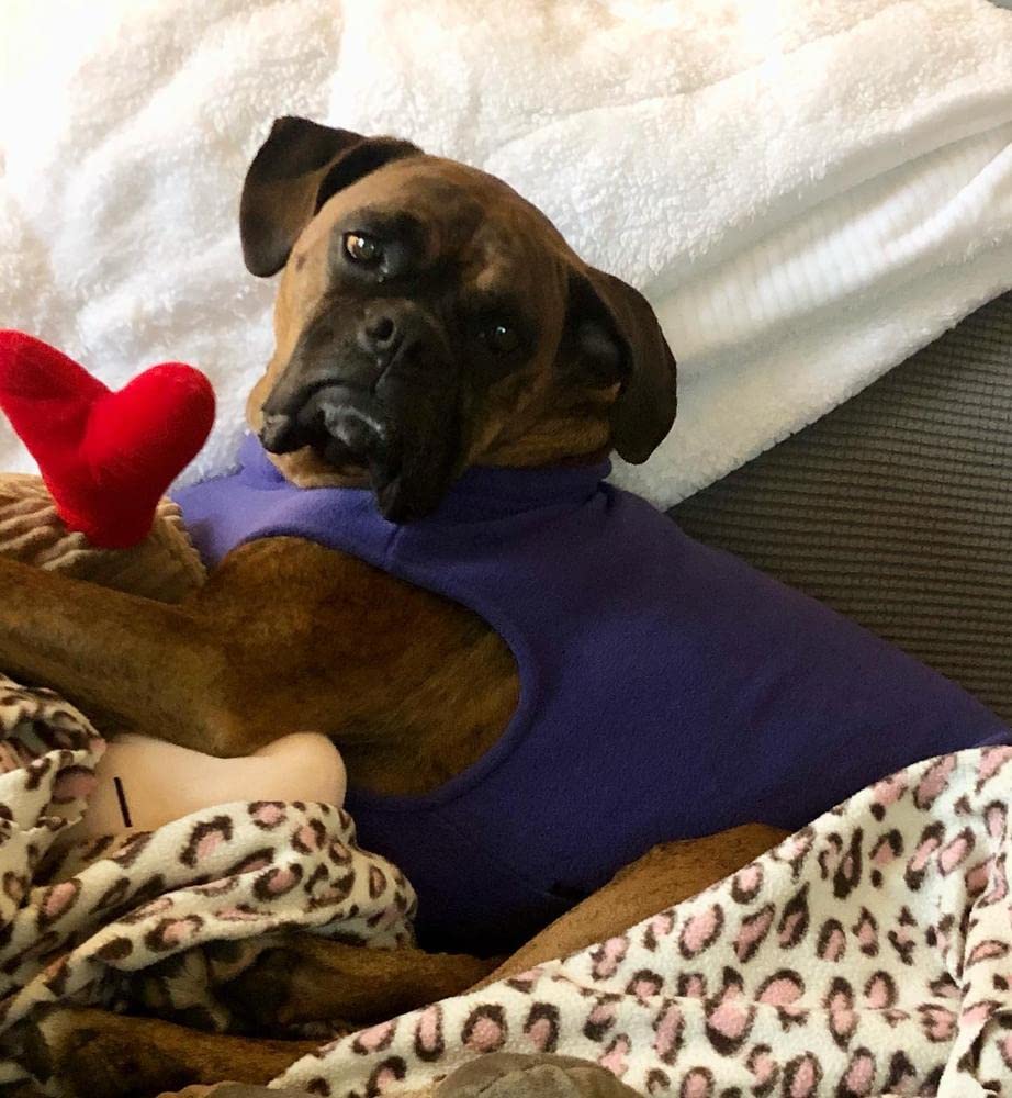 Gooby Stretch Fleece Vest Dog Sweater - Violet, 6X-Large - Warm Pullover Fleece Dog Jacket - Winter Dog Clothes for Small Dogs Boy or Girl - Dog Sweaters for Small Dogs to Dog Sweaters for Large Dogs