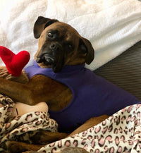 Gooby Stretch Fleece Vest Dog Sweater - Violet, 5X-Large - Warm Pullover Fleece Dog Jacket - Winter Dog Clothes for Small Dogs Boy or Girl - Dog Sweaters for Small Dogs to Dog Sweaters for Large Dogs 5X-Large Length (25