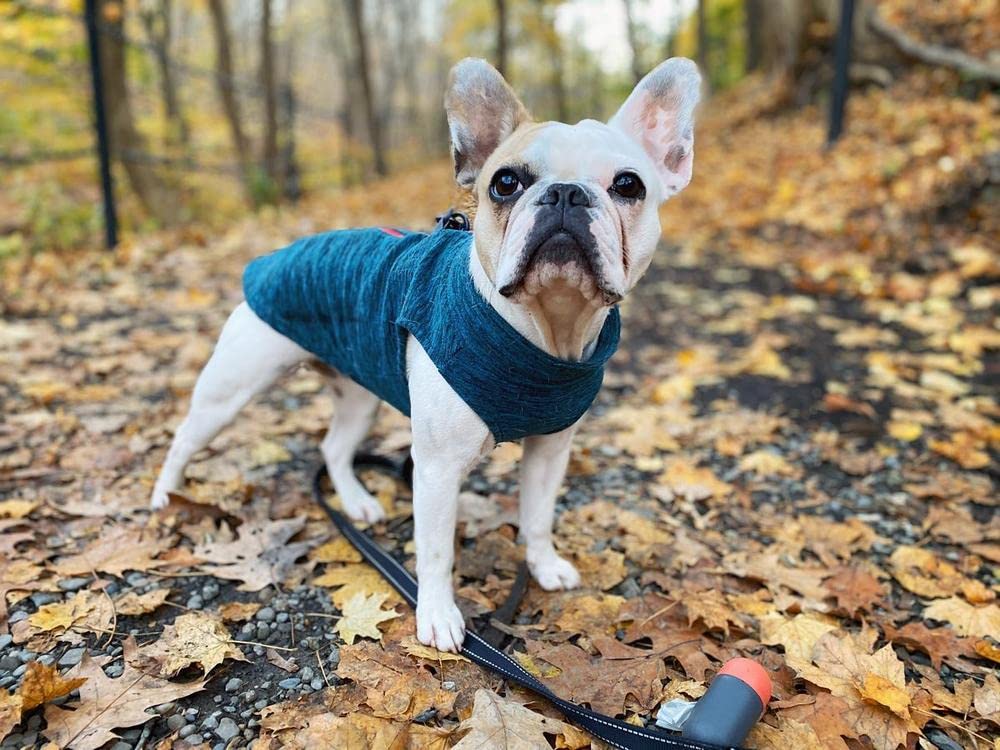 Gooby Zip Up Fleece Dog Sweater - Turquoise Wash, Small - Warm Pullover Fleece Step-in Dog Jacket with Dual D Ring Leash - Winter Small Dog Sweater - Dog Clothes for Small Dogs Boy and Medium Dogs Small chest (~13.5")