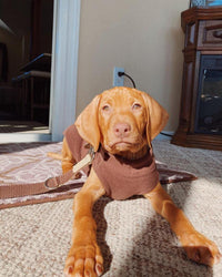 Gooby Stretch Fleece Vest Dog Sweater - Brown, X-Large - Warm Pullover Fleece Dog Jacket - Winter Dog Clothes for Small Dogs Boy or Girl - Dog Sweaters for Small Dogs to Dog Sweaters for Large Dogs X-Large Length (16.5