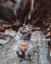 Gooby Stretch Fleece Vest Dog Sweater - Sand, Medium - Warm Pullover Fleece Dog Jacket - Winter Dog Clothes for Small Dogs Boy or Girl - Dog Sweaters for Small Dogs to Dog Sweaters for Large Dogs