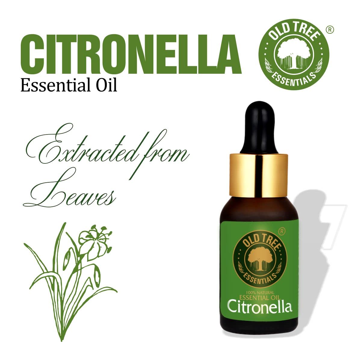 Old Tree Citronella Essential Oil (15ml) - for Skin, Hair Care and Aromatherapy - Pure, Natural and Undiluted Perfume Oil with Glass Dropper for Home Fragrance and Candle Making