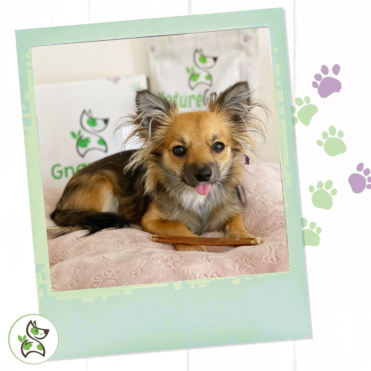 Nature Gnaws Small Bully Sticks for Dogs - Premium Natural Beef Dental Bones - Long Lasting Dog Chew Treats for Small Dogs & Puppies - Rawhide Free