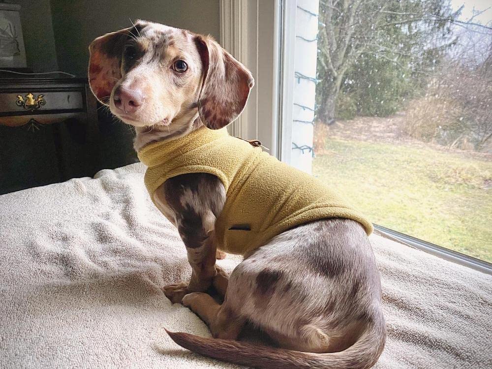 Gooby Fleece Vest Dog Sweater - Honey Mustard, Large - Warm Pullover Fleece Dog Jacket with O-Ring Leash - Winter Small Dog Sweater Coat - Cold Weather Dog Clothes for Small Dogs Boy or Girl