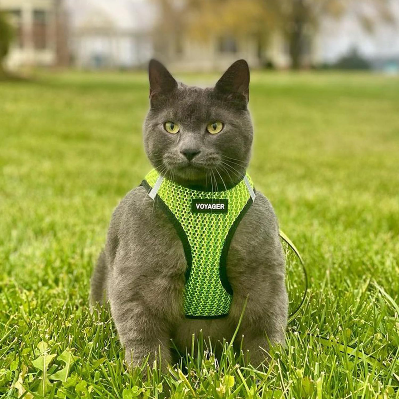 Voyager Step-in Air Dog Harness - All Weather Mesh Step in Vest Harness for Small and Medium Dogs and Cats by Best Pet Supplies - Harness (Lime Green 2-Tone), S (Chest: 14.5-16")