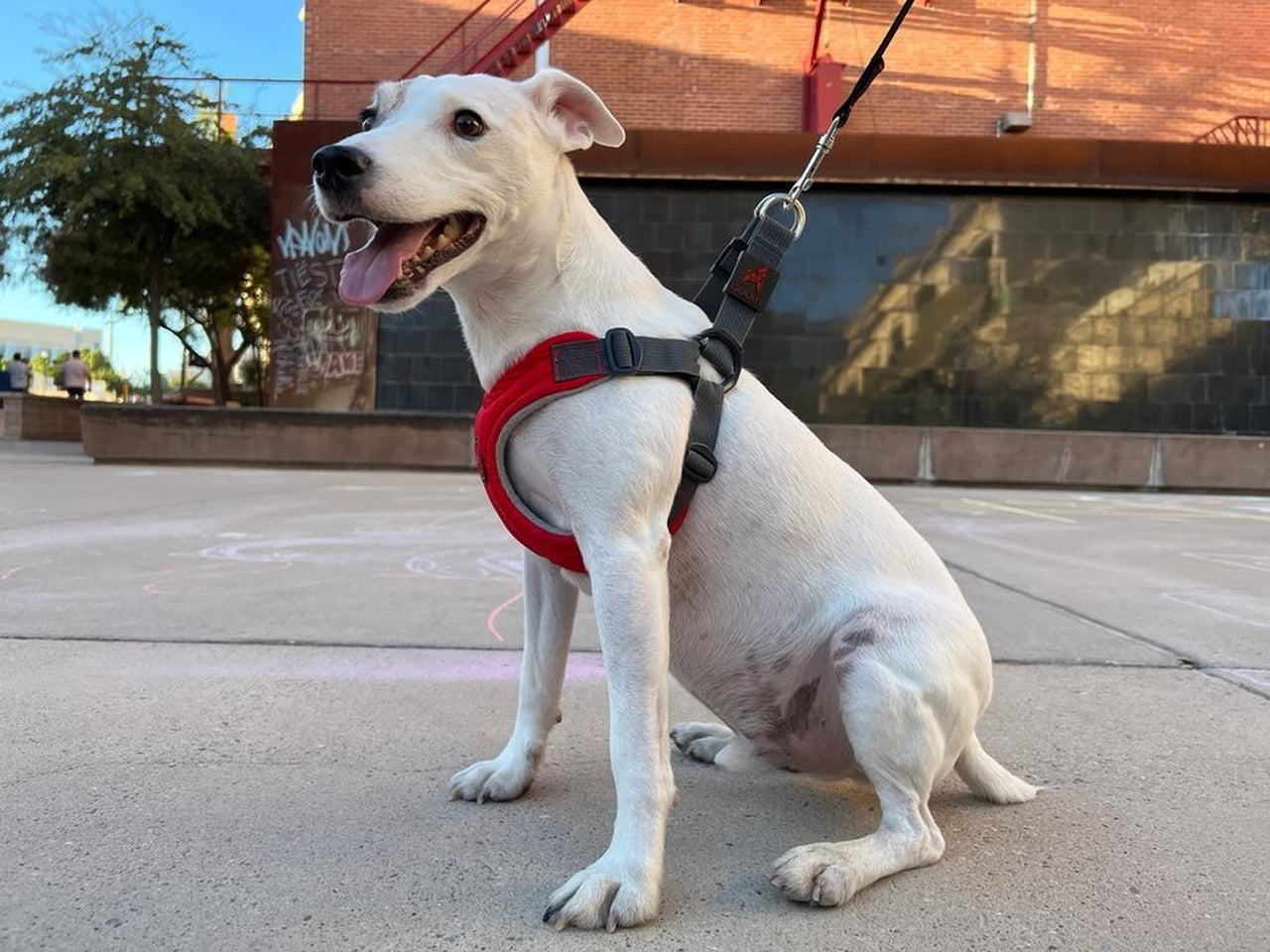 Gooby Escape Free Memory Foam Harness - Red, Large - No Pull Step-in Small Dog Harness with Four Point Adjustment - Perfect on The Go Dog Harness for Medium Dogs No Pull and Small Dogs Large Chest (16.5~24.25")