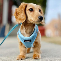 Voyager Step-in Air Dog Harness - All Weather Mesh Step in Vest Harness for Small and Medium Dogs by Best Pet Supplies - Harness (Baby Blue), X-Large Harness (Baby Blue) XL (Chest: 20.5 - 23