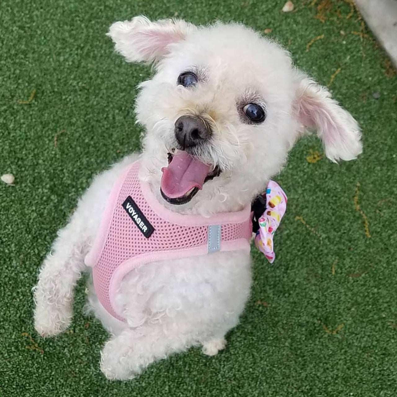 Voyager Step-in Air Dog Harness - All Weather Mesh Step in Vest Harness for Small and Medium Dogs and Cats by Best Pet Supplies - Harness (Pink), S (Chest: 14.5-16") Harness (Pink) S (Chest: 14.5 - 16")