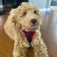 Voyager Step-in Air Dog Harness - All Weather Mesh Step in Vest Harness for Small and Medium Dogs by Best Pet Supplies - Red Trim, XS Harness (Black/Red Trim) XS (Chest: 13 - 14.5