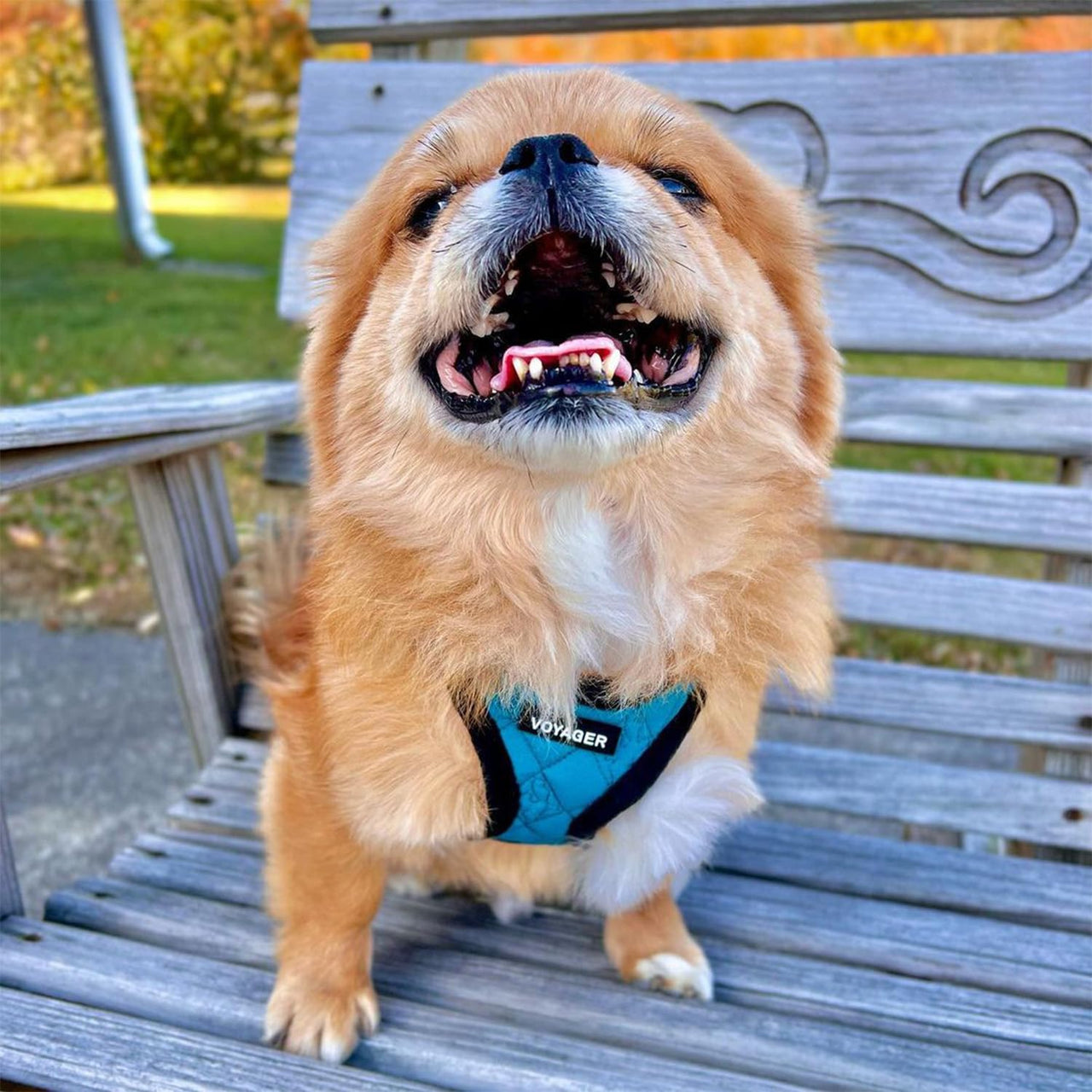 Voyager Step-In Plush Dog Harness  Soft Plush, Step In Vest Harness for Small and Medium Dogs by Best Pet Supplies - Harness (Turquoise Plush), L (Chest: 18 - 20.5")