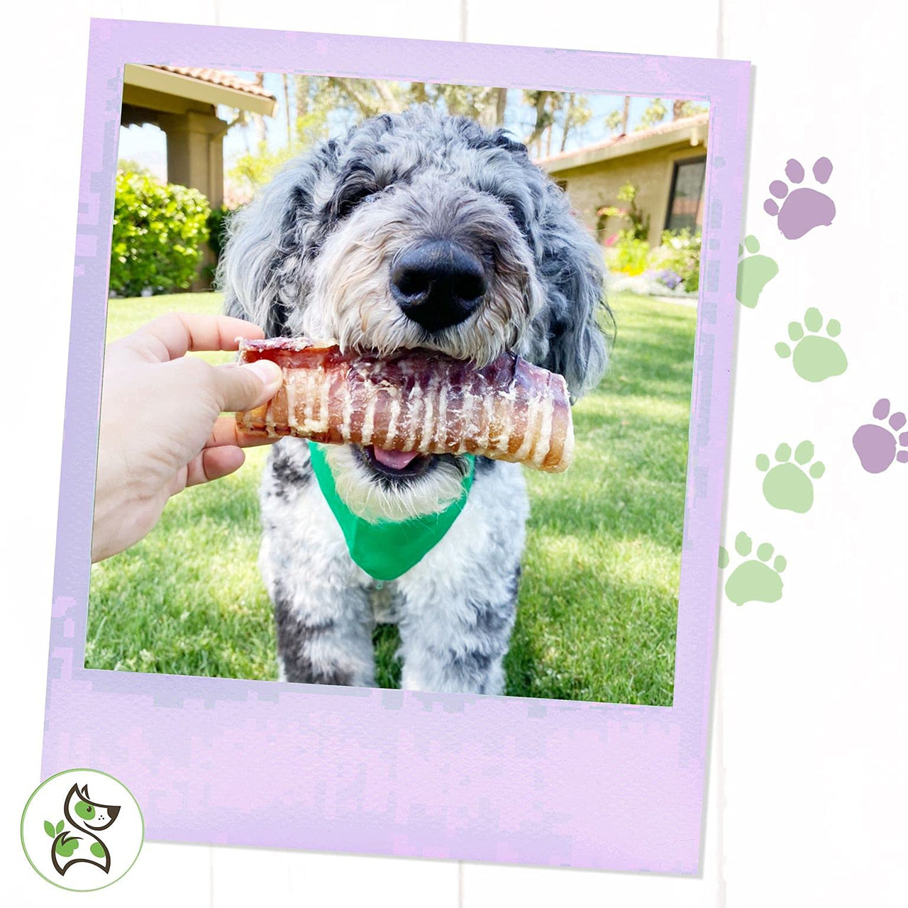 Nature Gnaws Beef Trachea for Dogs - Premium Natural Beef Bones - Simple Single Ingredient Crunchy Dog Chew Treats - Rawhide Free 12 Count (Pack of 1)