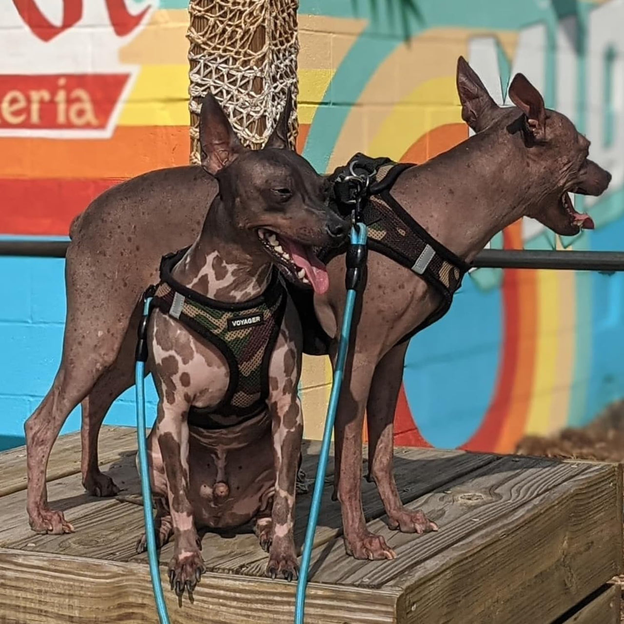 Voyager Step-in Air Dog Harness - All Weather Mesh Step in Vest Harness for Small and Medium Dogs and Cats by Best Pet Supplies - Harness (Army/Black Trim), L (Chest: 18-20.5") Harness (Army/Black Trim) L (Chest: 18 - 20.5")