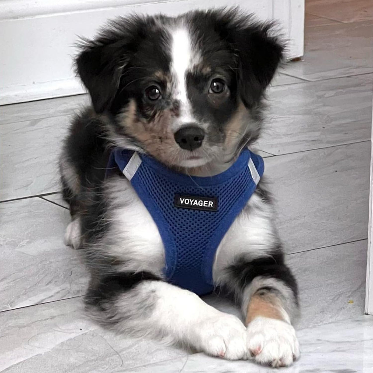 Voyager Step-in Air Dog Harness - All Weather Mesh Step in Vest Harness for Small and Medium Dogs and Cats by Best Pet Supplies - Harness (Royal Blue), L (Chest: 18-20.5") Harness (Royal Blue) L (Chest: 18 - 20.5")