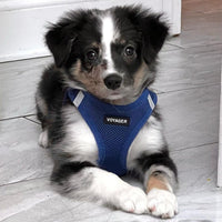 Voyager Step-in Air Dog Harness - All Weather Mesh Step in Vest Harness for Small and Medium Dogs and Cats by Best Pet Supplies - Harness (Royal Blue), L (Chest: 18-20.5