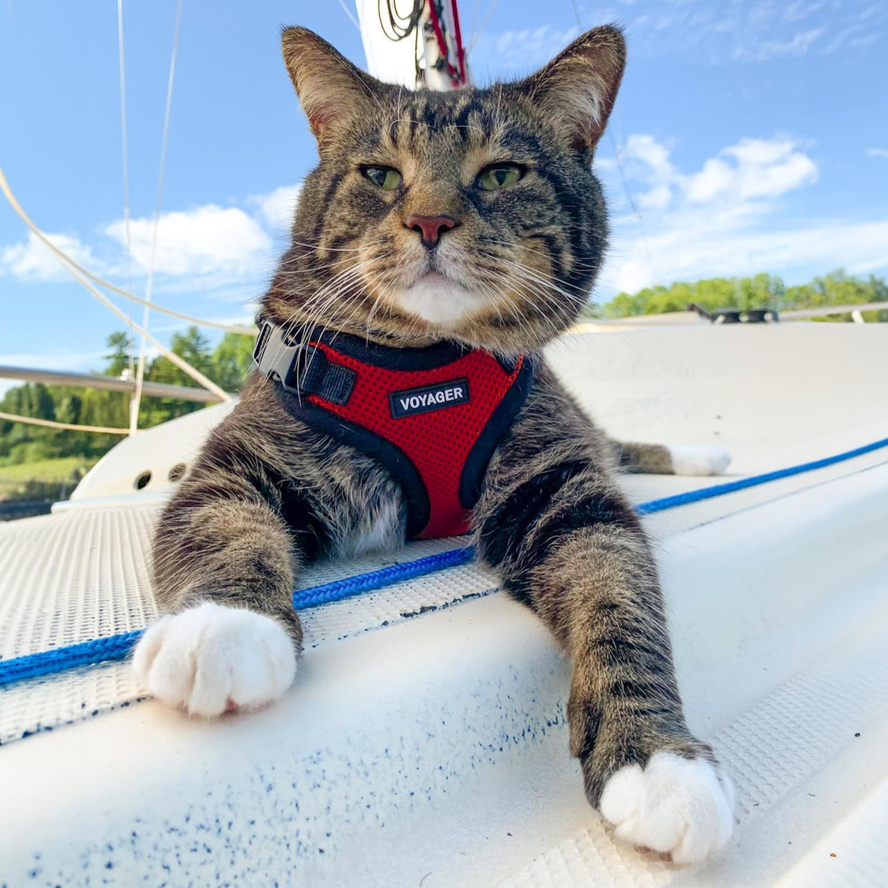 Voyager Step-in Lock Cat Harness w Reflective Cat Leash Combo Set with Neoprene Handle 5ft - Supports Small, Medium and Large Breed Cats by Best Pet Supplies - Red/Black Trim, XXS Harness Leash Set (Red/Black Trim) XXS (Chest: 11.5 - 14" * Fit Cats)