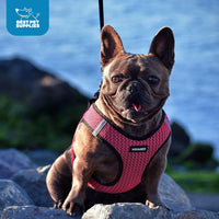 Voyager Step-in Air Dog Harness - All Weather Mesh Step in Vest Harness for Small and Medium Dogs and Cats by Best Pet Supplies - Harness (Fuchsia 2-Tone), XS (Chest: 13-14.5