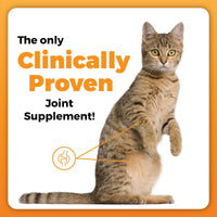 VetriScience GlycoFlex Plus, Clinically Proven Joint Support Cat Supplements - Joint Health Supplement with Glucosamine, Chondroitin, MSM, and DMG - 30 Chews, Fish Flavor Glycoflex Plus Chondroitin