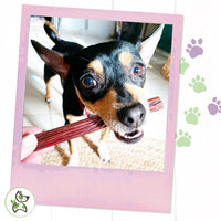 Nature Gnaws Beef Jerky Sticks for Dogs - Premium Natural Beef Gullet Bones - Simple Single Ingredient Tasty Dog Chew Treats - Rawhide Free - 5-6 Inch (8 oz)