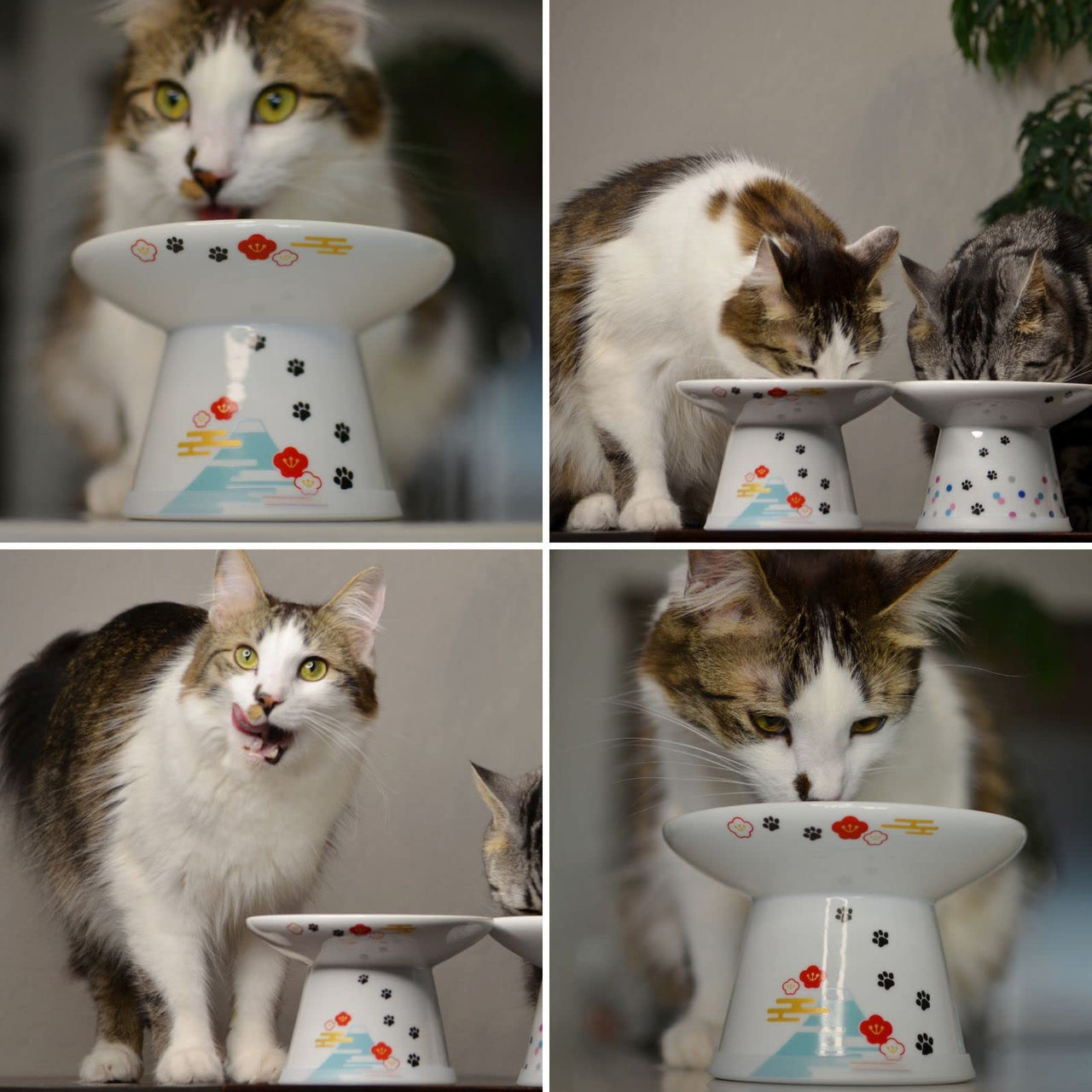 Necoichi Extra Wide Raised Cat Food Bowl, Elevated, Prevent Neck & Whisker Fatigue, Dishwasher and Microwave Safe, No.1 Seller in Japan! (Fuji Limited Edition, Extra Wide)