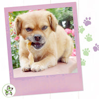 Nature Gnaws Mixed Beef Tendons & Paddywack for Dogs - Premium Natural Beef Dental Bones - Long Lasting Tasty Dog Chew Treats - Puppy Training Reward 8 Ounce (Pack of 1)