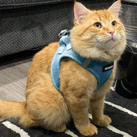 Voyager Step-in Air Dog Harness - All Weather Mesh Step in Vest Harness for Small and Medium Dogs and Cats by Best Pet Supplies - Harness (Baby Blue), XS (Chest: 13-14.5