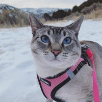 Voyager Step-in Air Dog Harness - All Weather Mesh Step in Vest Harness for Small and Medium Dogs and Cats by Best Pet Supplies - Harness (Pink/Black Trim), S (Chest: 14.5-16